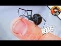Паук черная вдова: фото и последствия укуса