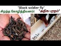 Black Soldier Fly (BSF) - அதிக புரத சத்து கொண்ட சிறந்த கோழி தீவனம், நீங்களே உற்பத்தி செய்யலாம்!