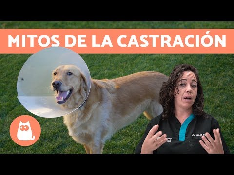 Video: ¿Qué es el seno dermoide en los perros?