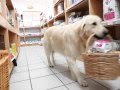 Clever Food. Clever Dog. Golden Retriever Shops For Her Own Snacks!