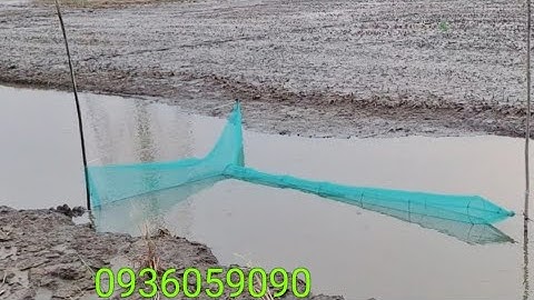 Bán dớn bắt cá, bán lú bắt cá, bán đuôi chuột bắt cá, bán dớn chặn sông. Zalo 0936059090.