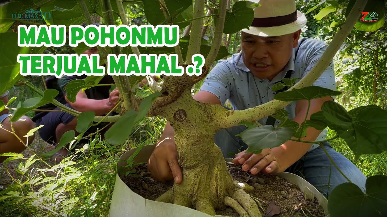 KALAU MAU POHON TERJUAL MAHAL, COBA IKUTI CARA INI...