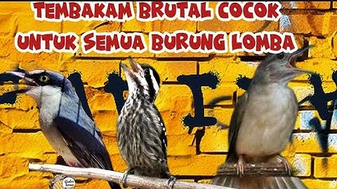 MASTERAN VIRAL 2025-kombinasi ngeriii | KAPAS TEMBAK-JINJING PETULAK-PELATUK BERAS
