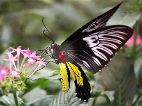 Wideo: Najpiękniejsze Motyle Na świecie