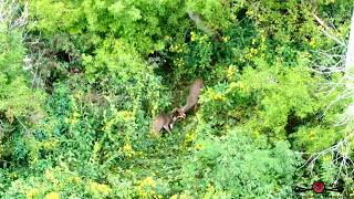 Drone Finds 2 Massive Bucks Fighting In Tall Grass 4K Drone Footage