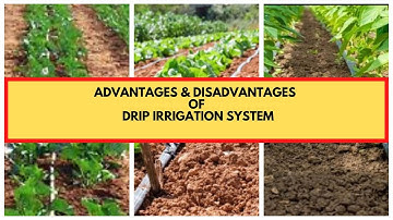 Drip Irrigation: Advantages and Disadvantages of Drip Irrigation Systems