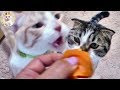 干し柿をガツガツ食べる猫