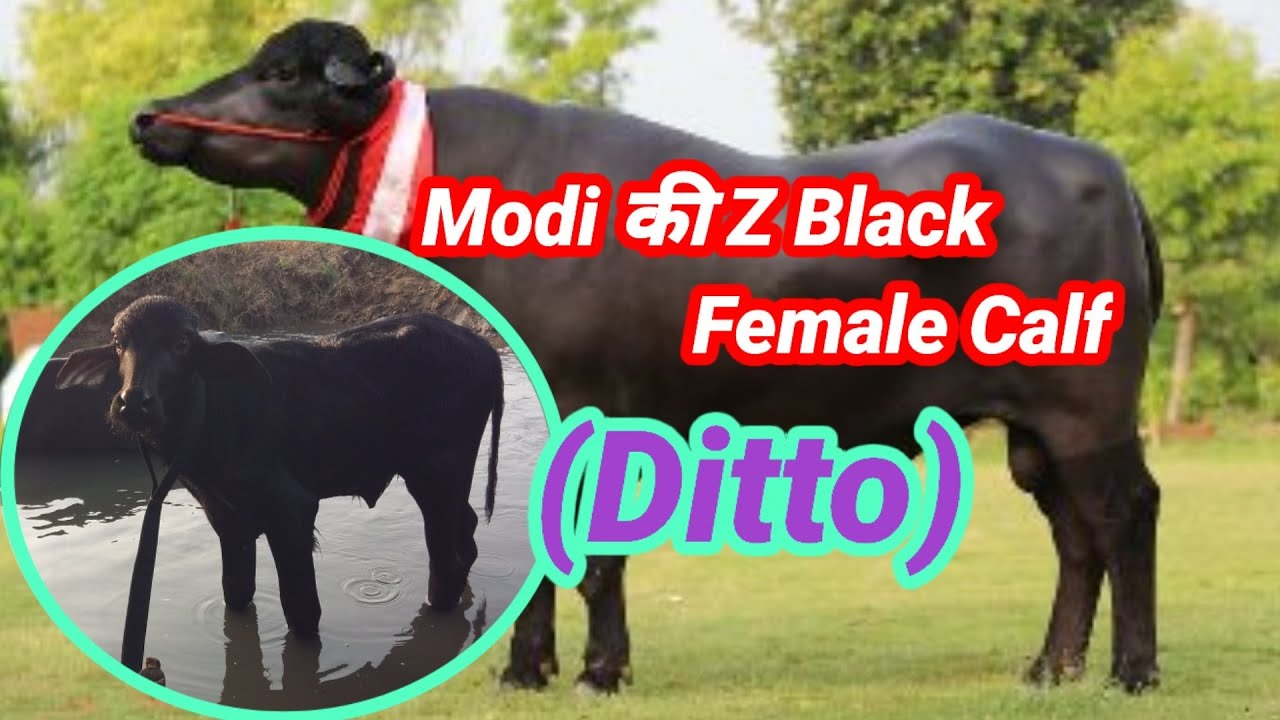 Modi Bull की सबसे ⭐High Rated😲 Calf🐃Bhinda Dahilwal (Punjab)🎩