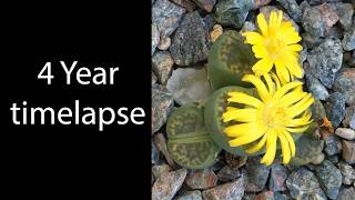 1487 Day Timelapse of Lithops bromfieldii var. sulphurea C362 1487 Day Timelapse of Lithops bromfieldii var. sulphurea C362