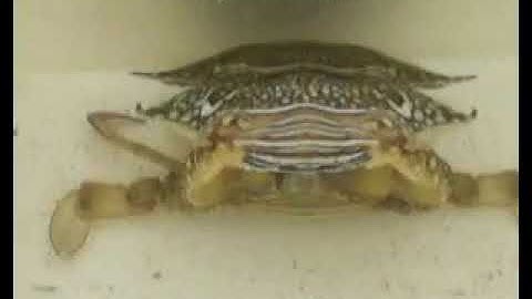 Quá trình lột xác cua biển cà mau 0913104589Crab
