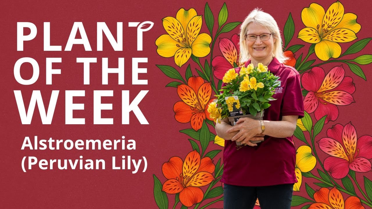 Alstroemeria (Peruvian lily)