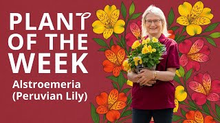 Alstroemeria peruvian Lily