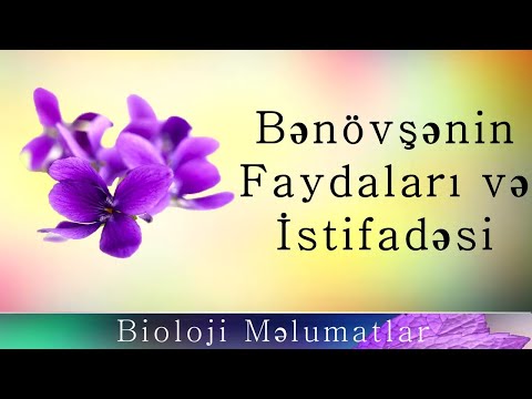 Bənövşə Çiçəklərinin Faydaları və İstifadəsi