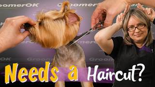 Yorkie Grooming | Professional Haircut Tutorial Step by Step