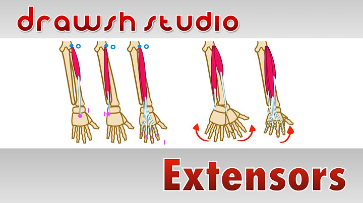The Extensor Muscles