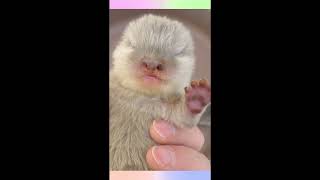 カワウソの４兄妹赤ちゃん【baby otter】 by カワウソ-Otter channel 846 views 2 years ago 25 seconds