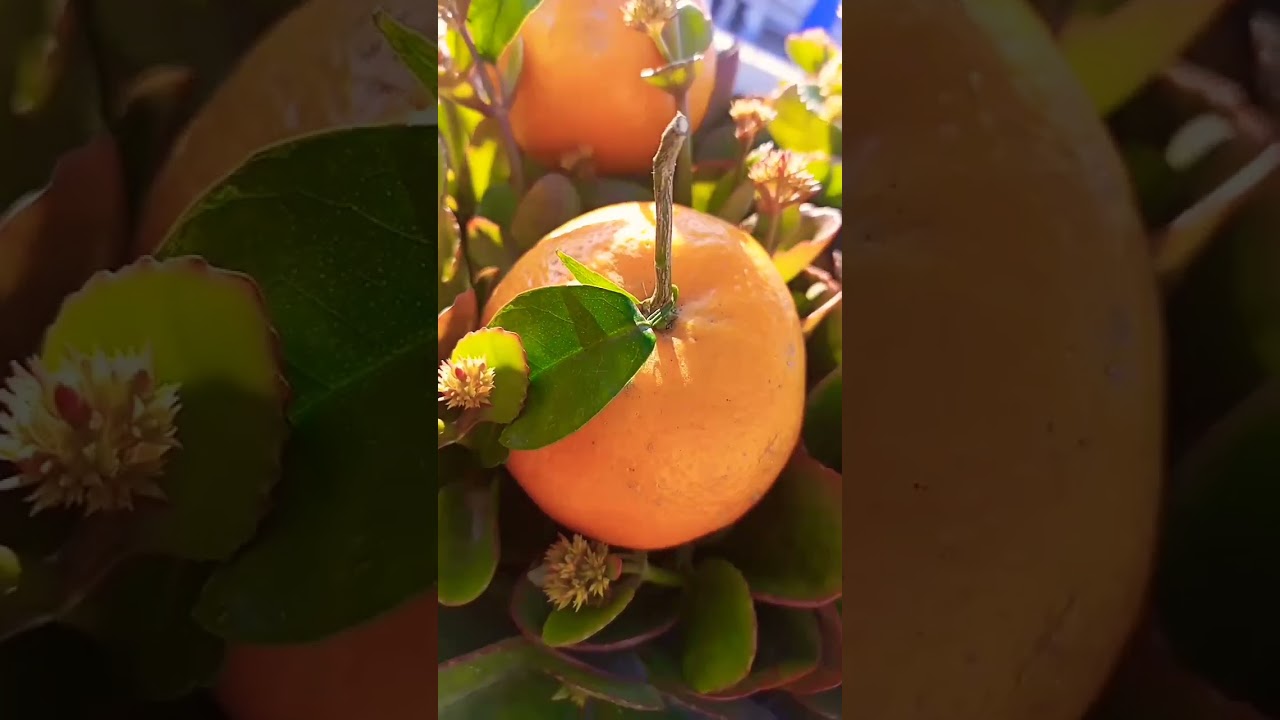 chef cat orange chef cat food love party