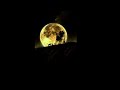Motivation Daily#viral#trending#short#shorts#subscribe#shortfeed
