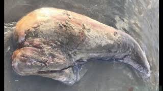 Mystery Sea Creature With No Eyes Found On Beach In Australia