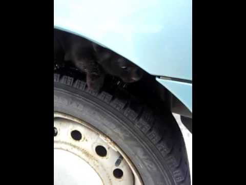 タイヤハウスの中に猫 Youtube