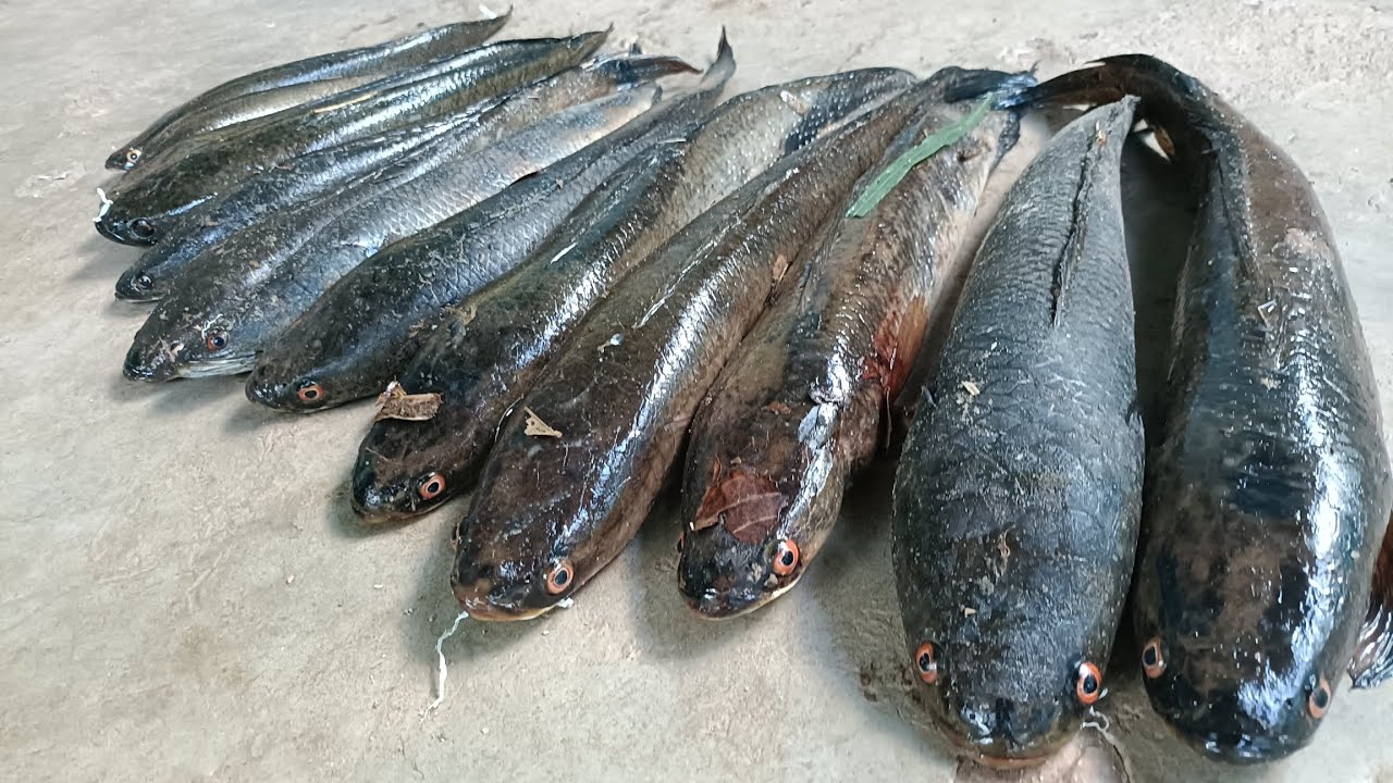 #Maral #Fish #Catching #Video #Update - YouTube