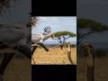 Seceretary bird Vs Cobra Snake #birds #wildlife #snake#seceretary#aishorts #animals #wildliferescue