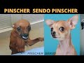 PINSCHER BRAVO -  😂 TENTE NÃO RIR COM ESSAS CRIATURINHAS - Cachorro Pinscher