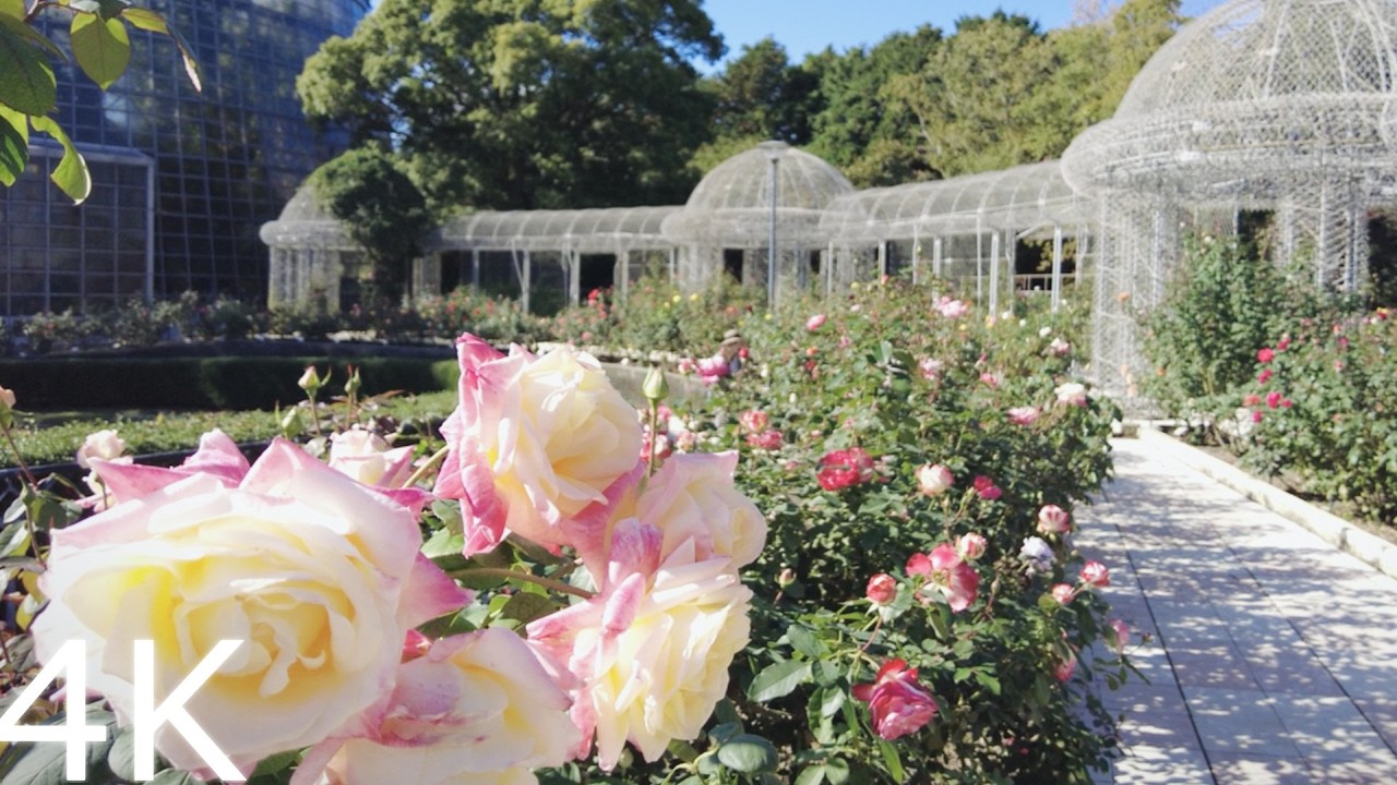 [4K] Walking from Jindaiji Temple to Jindai Botanical Garden : Japan