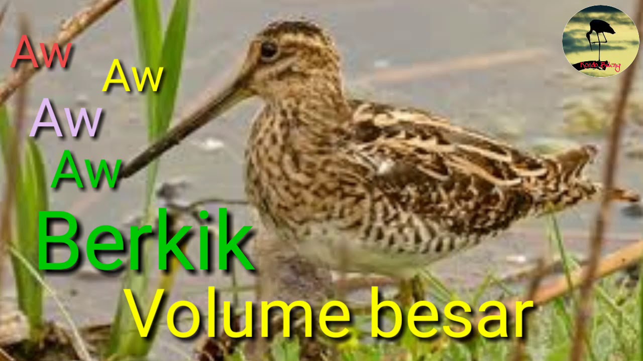 Suara Pikat Burung Sawah Berkik Punguk Aw Aw Aw Volume Besar Youtube