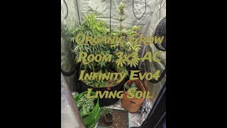 Organic Grow Room - AC Infinity 3x3 With Evo4 300 watt - Flipping to 12 Hour