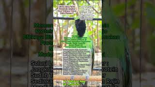 Cucak Ijo Makan Voer Suara Serak Bulu Kusam