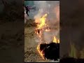Bull Race Over Fire🔥