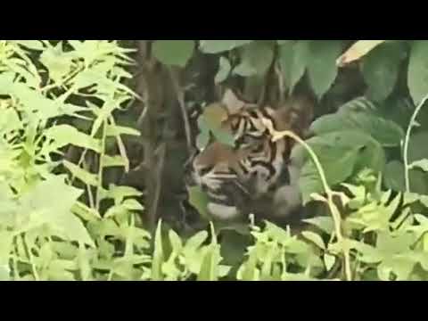 Harimau di Lintas Sijudo Kembali Muncul, Warga Khawatir