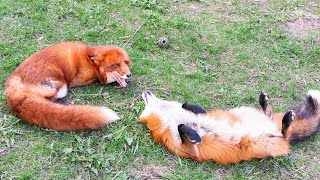 Alf the Fox and Foxie Fox - Is this Love between foxes?