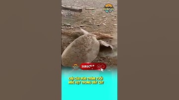 GIẢI CỨU RÙA TRĂM TUỔI MẮC KẸT TRONG ĐẤT CÁT #ongkinhlangthang #wanderlens #oklt #shorts