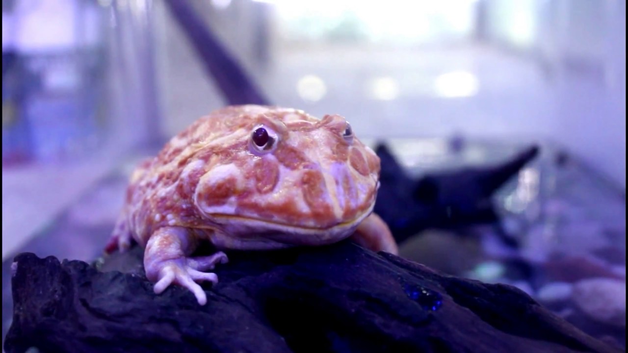 Best Pet Frogs for Beginners - YouTube