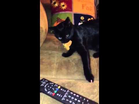  My  cat  hissing  at me YouTube
