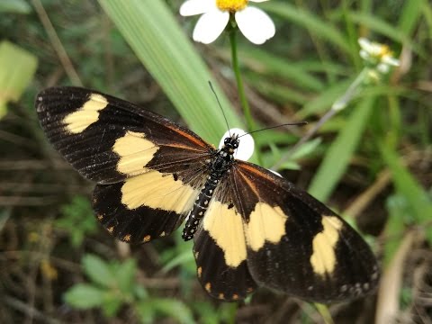 501 - Butterflies Praising God's Name