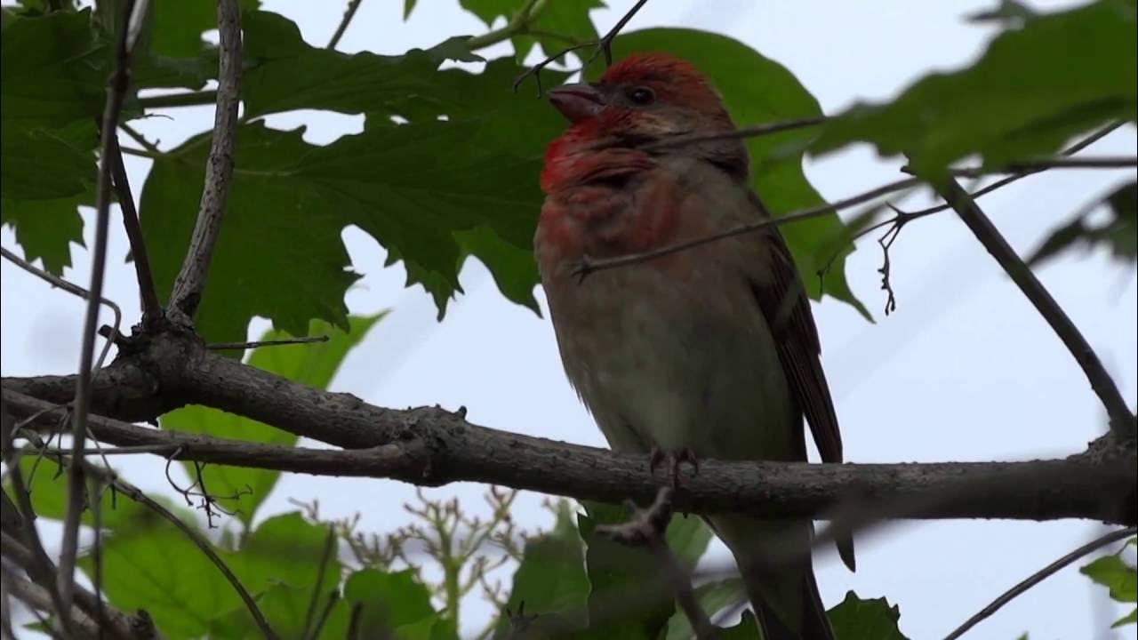 как поет щур. щур235 connect щур21. сибирская чечевица вьюрковые. щур кубанский. певчие птицы в красноярском крае.