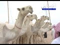 منقية المواط كلمات متعب الذيابي اداء العذب نوادر العذب محذوفه منقية المواط كلمات متعب الذيابي اداء العذب نوادر العذب محذوفه