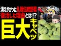 【ゆっくり解説】札幌大球は幻の巨大キャベツ！どれくらい大きいの？どんな料理に使えるの？北海道ご当地野菜編！