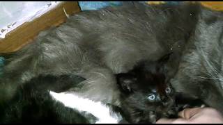 Настоящий крутяк или монстры-Мейн-куны мамы и дети Real cool or monsters-Maine coons moms and kids Настоящий крутяк или монстры-Мейн-куны мамы и дети Real cool or monsters-Maine coons moms and kids