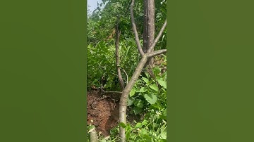 Tôi làm con dao quắm phát rẫy bằng thép vòng bi chặt cây như chặt chuối vậy