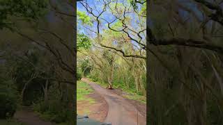 Kualoa Ranch   Jungle Expedition Tour Part 4