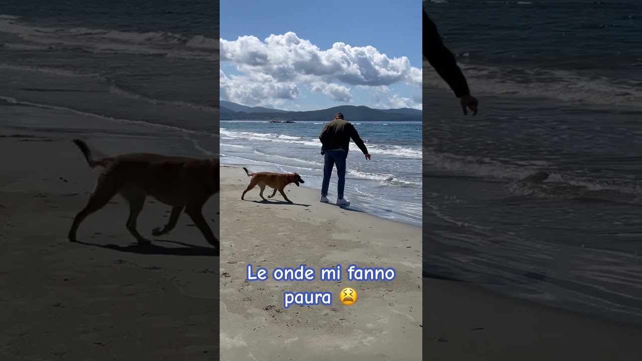 Nike dog 🐶-ho paura del mare -The waves scare me