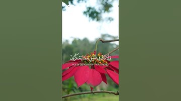 ¤وَاصْبِرْ وَمَا صَبْرُكَ إِلَّا بِاللَّهِ ۚ...¤  #سورة_النحل القارئ  فارس عباد