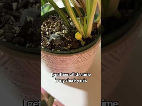 Video: Grybai kambariniuose augaluose: grybai, augantys kambarinių augalų dirvoje