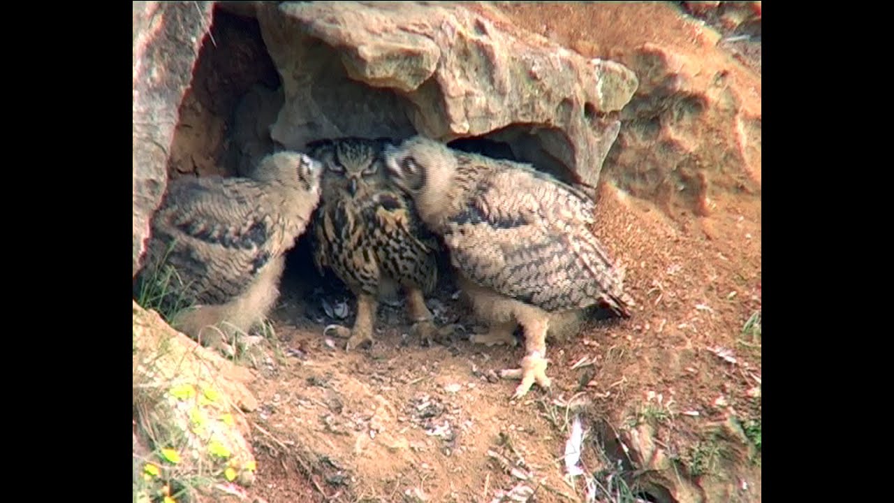 Le Hibou Grand Duc Europeen Dv 4 3 Mp4 Youtube