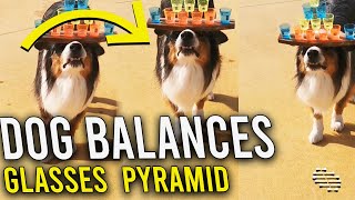 Dog Balances a Pyramid of Glasses of Water on Top of His Head as It Walks Step by Step