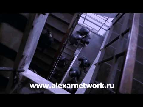 Рейд (2012) Serbuan